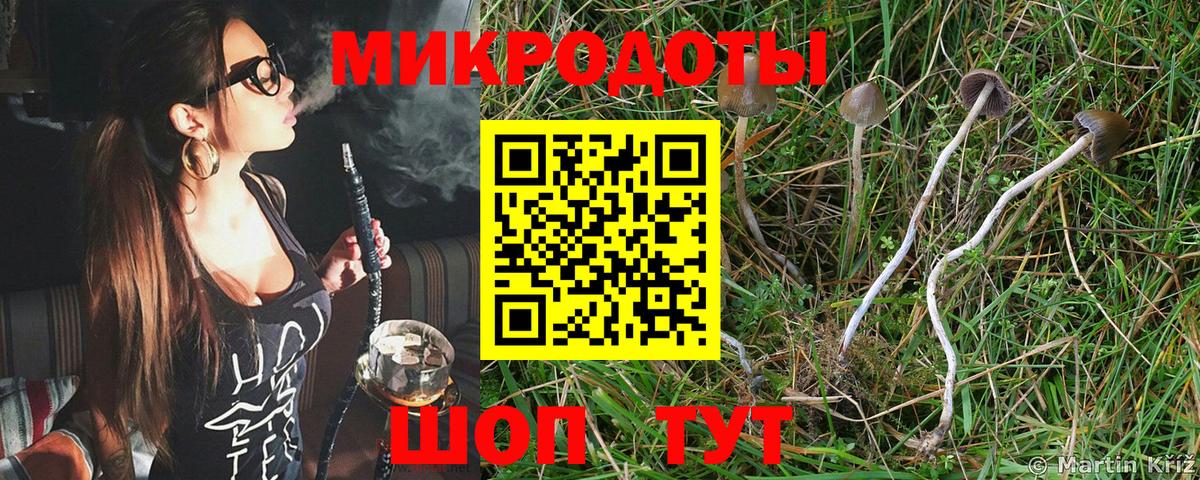 Галлюциногенные грибы Psilocybe Кыштым